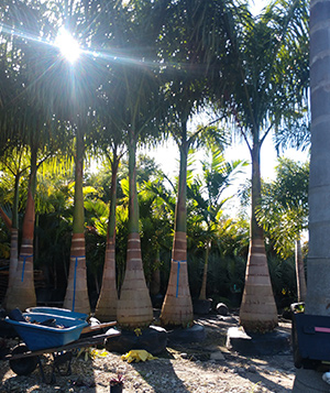 Cruz Ventura Pavers and Landscaping-1