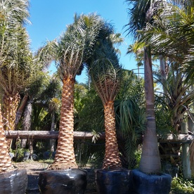 Cruz Ventura Pavers and Landscaping-Services
