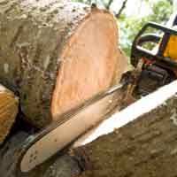 Tree Services
