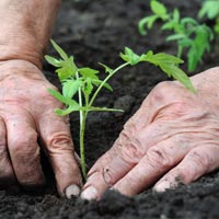 Planting